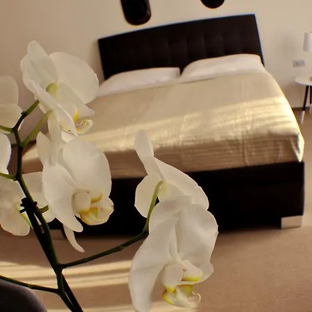 Apartment Studia Letcu 2a *
